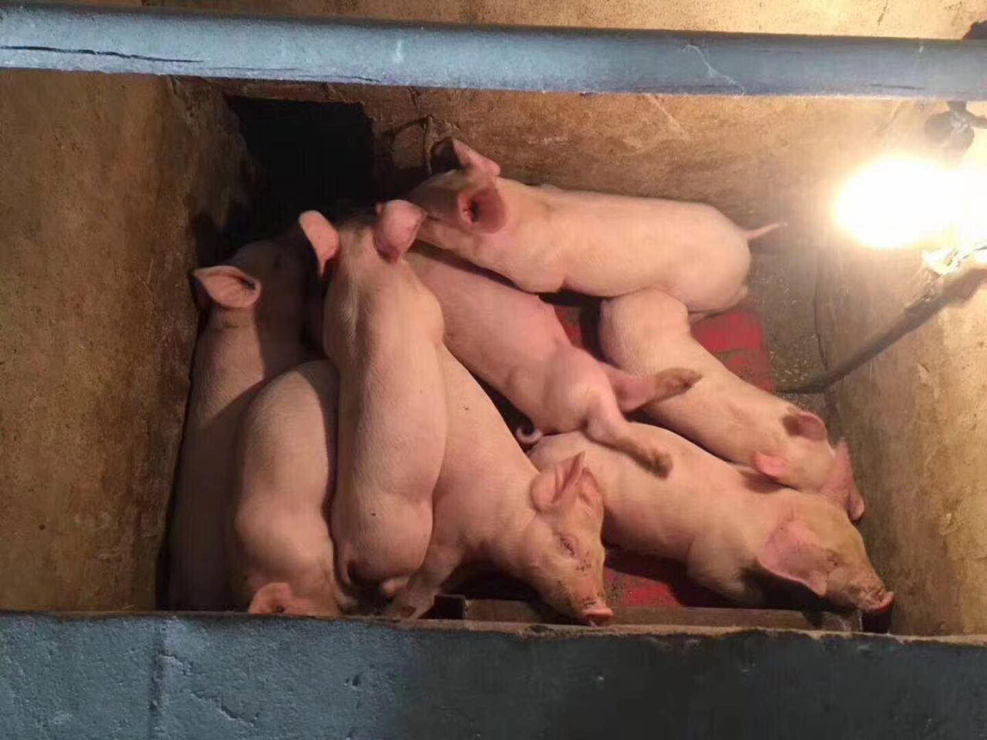 养殖热泵采暖 养殖热泵采暖